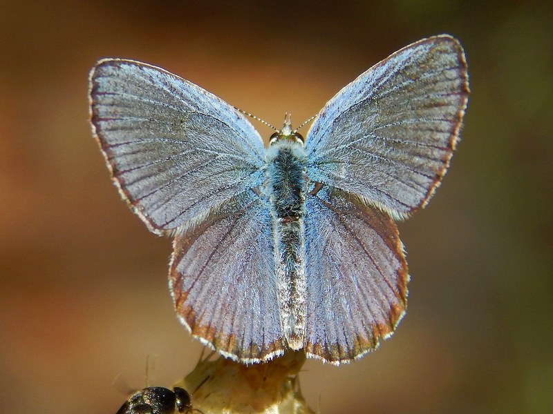 Aiuto ID Plebejus sp.